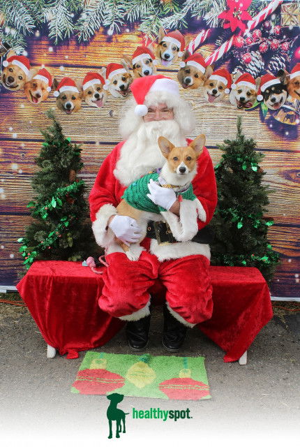 HEALTHY SPOT: CORGI HOWLIDAYS