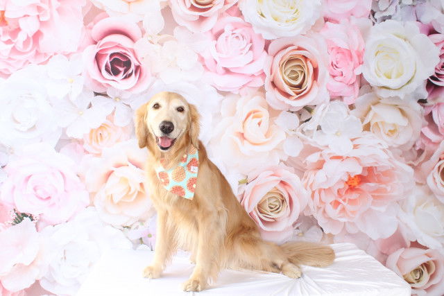 HEALTHY SPOT – PUPS AND PALS BRUNCH