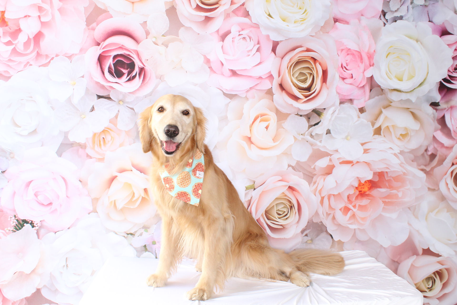 HEALTHY SPOT – PUPS AND PALS BRUNCH